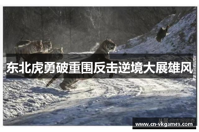 东北虎勇破重围反击逆境大展雄风